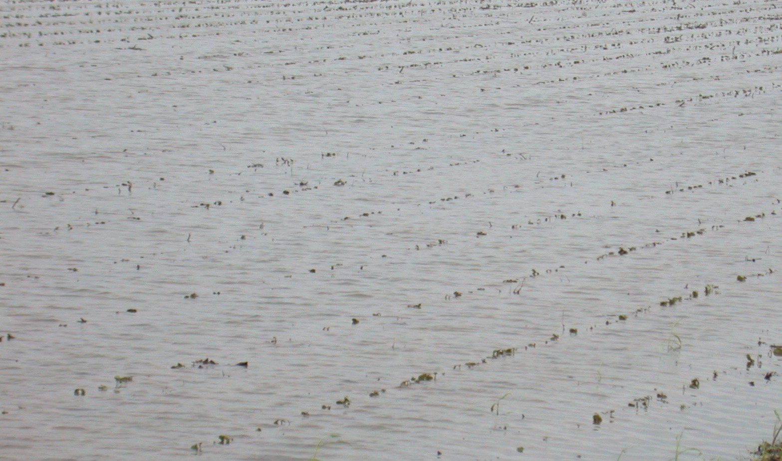 Flooded and Waterlogged Conditions Impact on Cotton Management